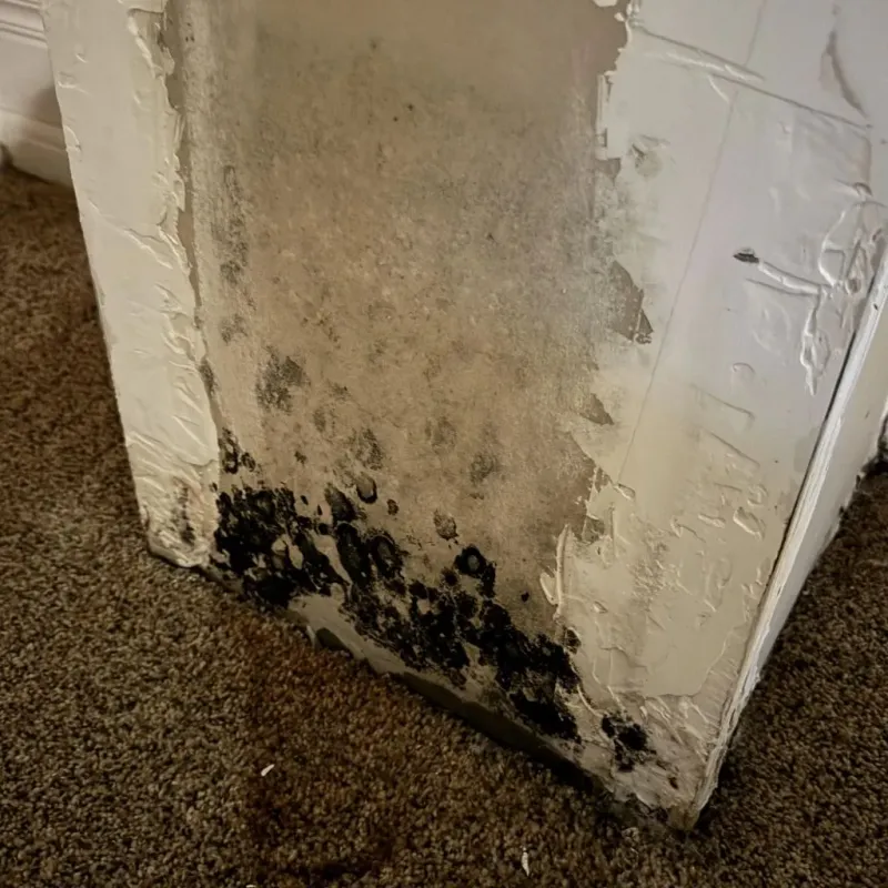 Professional Mold Removal in Cloverdale, IN